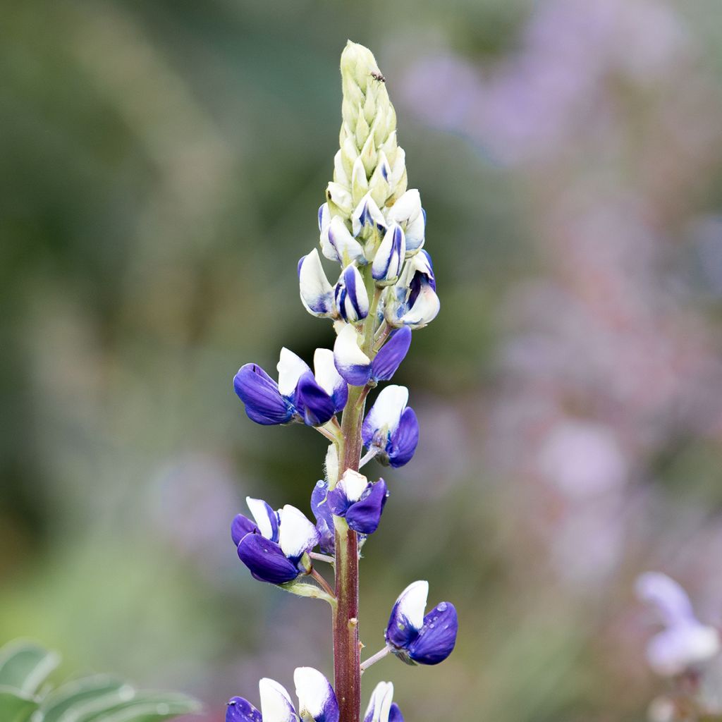 Lupinus The Governor - Lupino