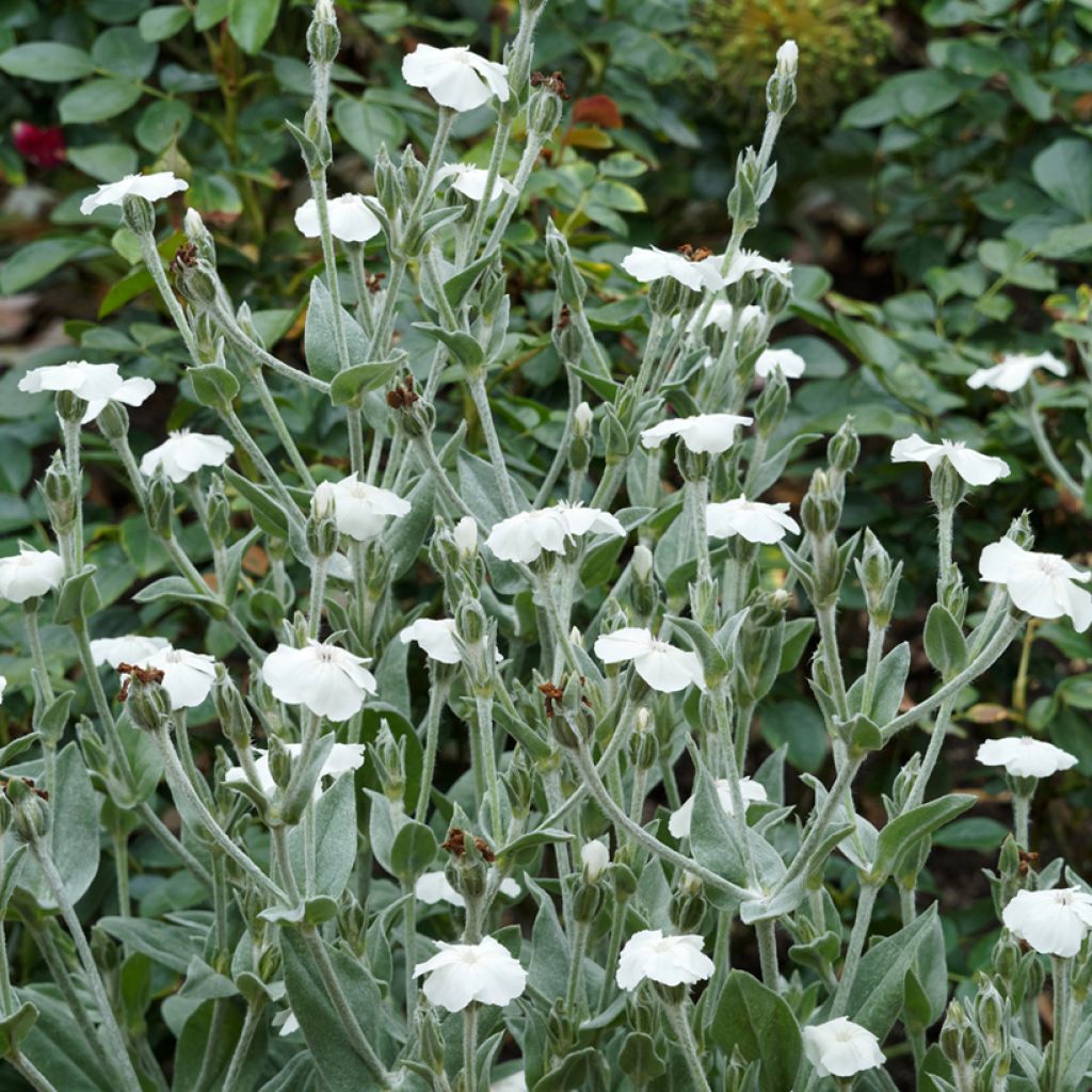 Lychnis coronaria Alba - Crotonella coronaria