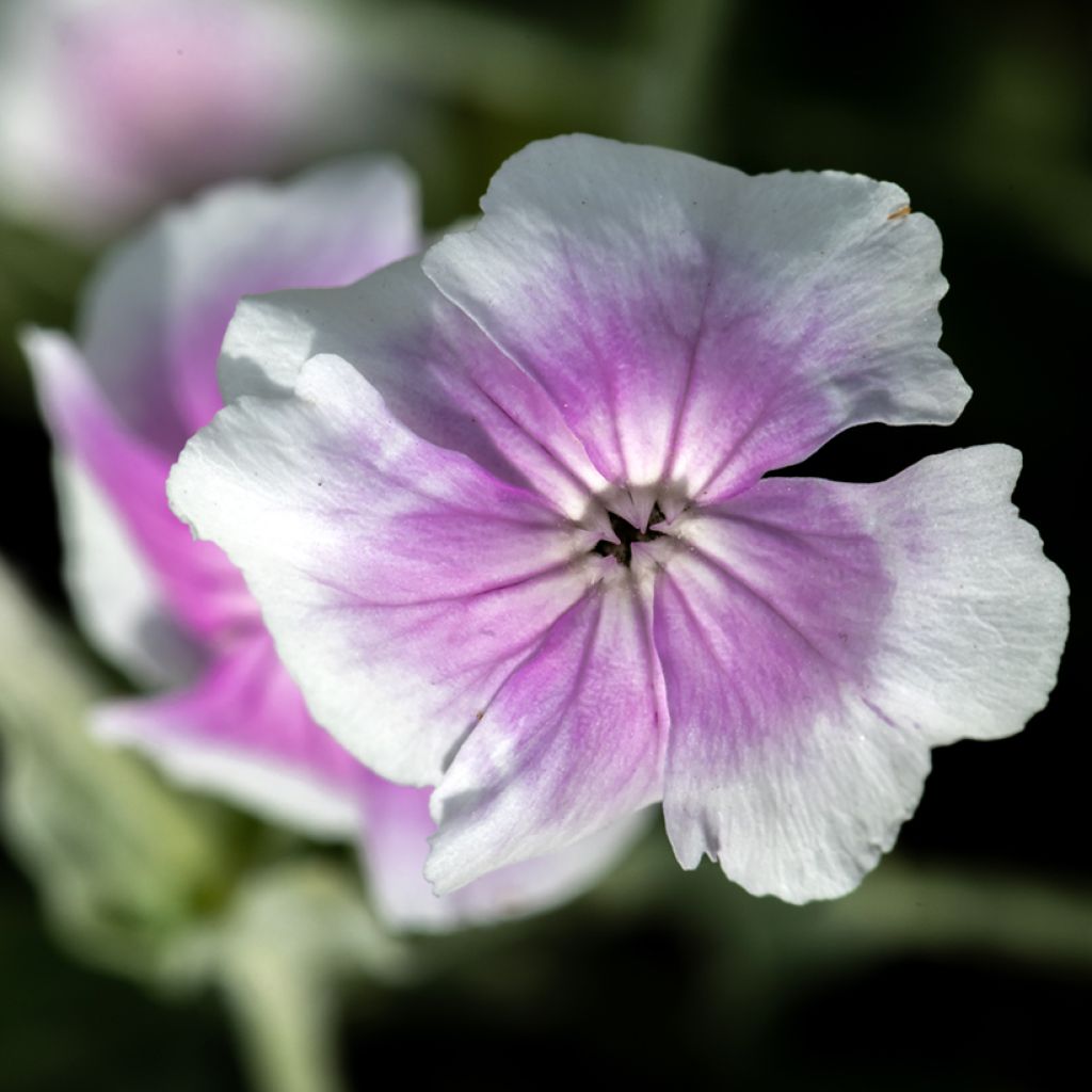 Lychnis coronaria Oculata - Crotonella coronaria