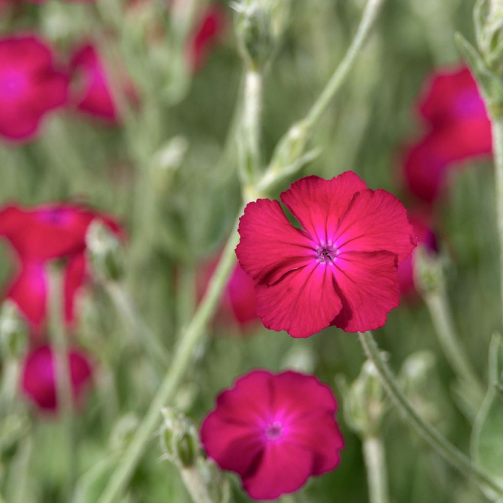 Lychnis coronaria Atrosanguinea - Crotonella coronaria