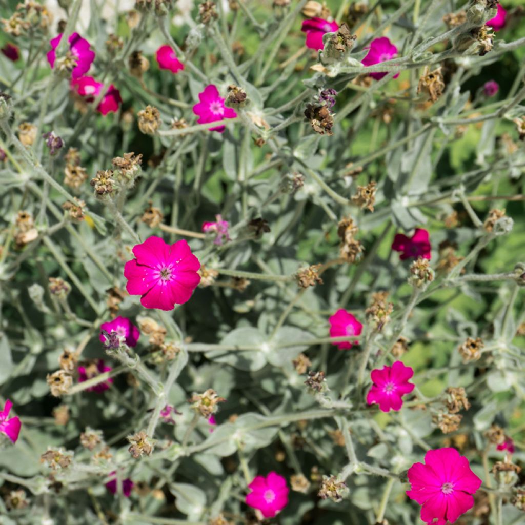 Lychnis coronaria Atrosanguinea - Crotonella coronaria