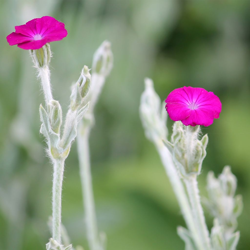 Lychnis coronaria - Crotonella coronaria