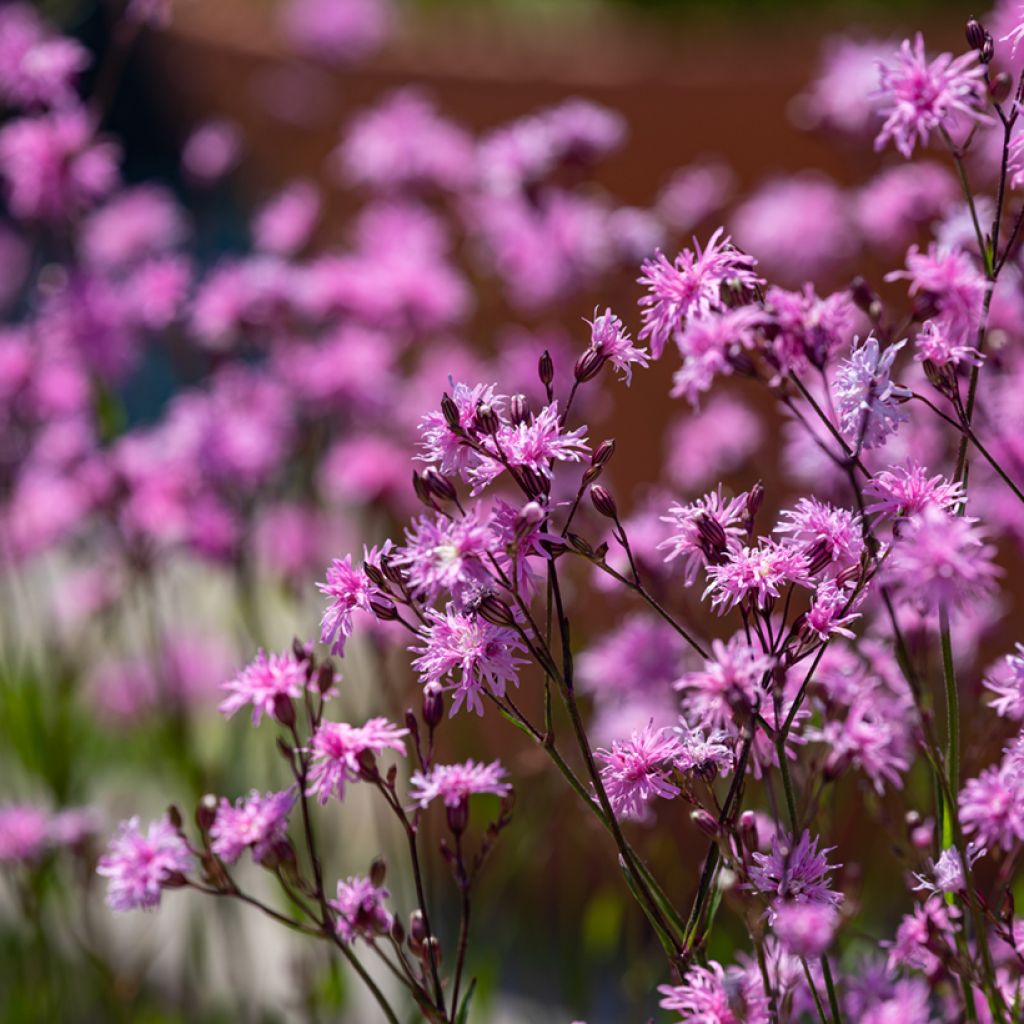 Lychnis flos-cuculi Jenny - Crotonella Fior di cuculo