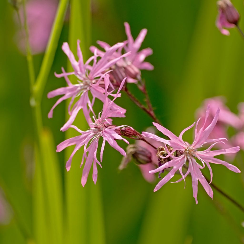 Lychnis flos-cuculi - Crotonella Fior di cuculo