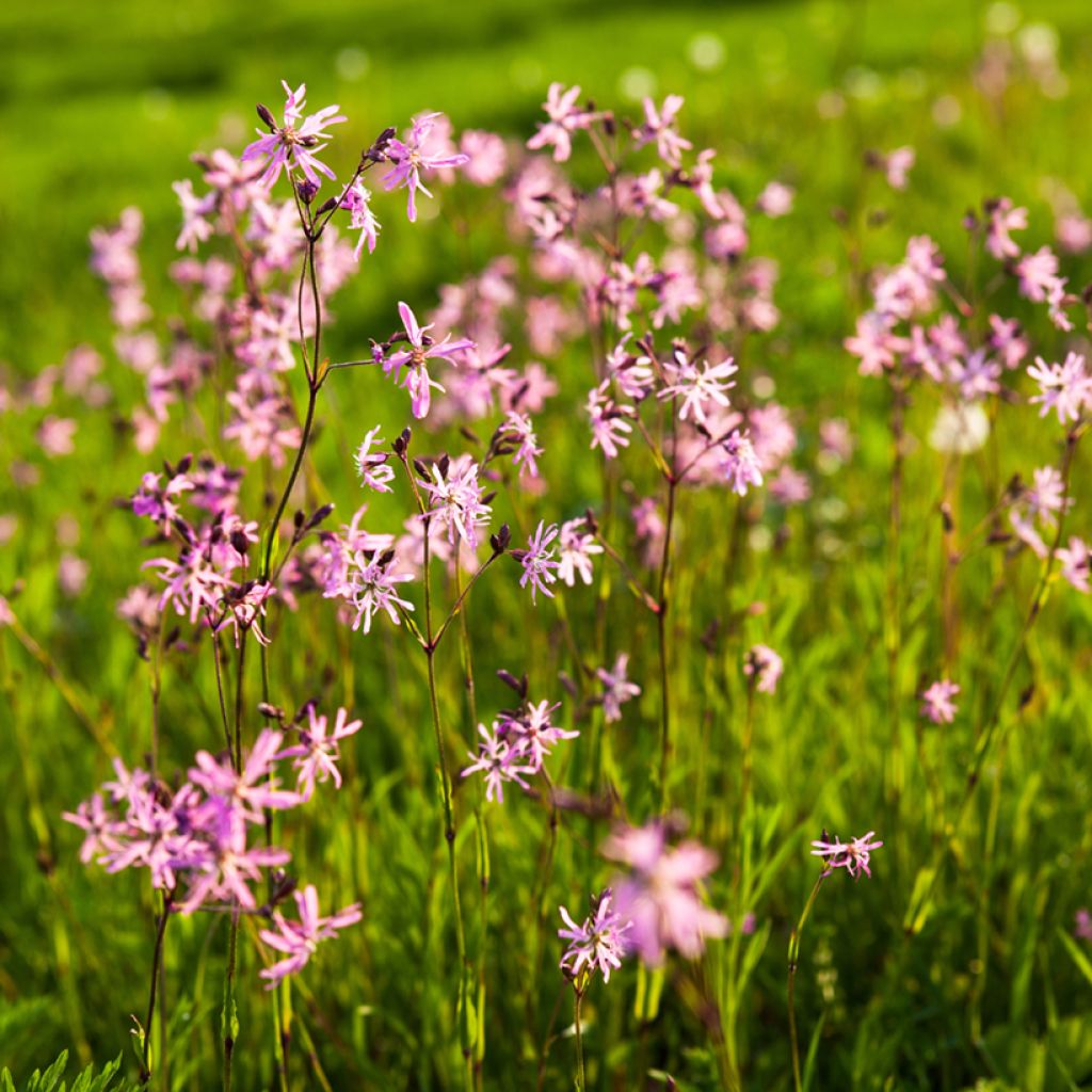 Lychnis flos-cuculi - Crotonella Fior di cuculo