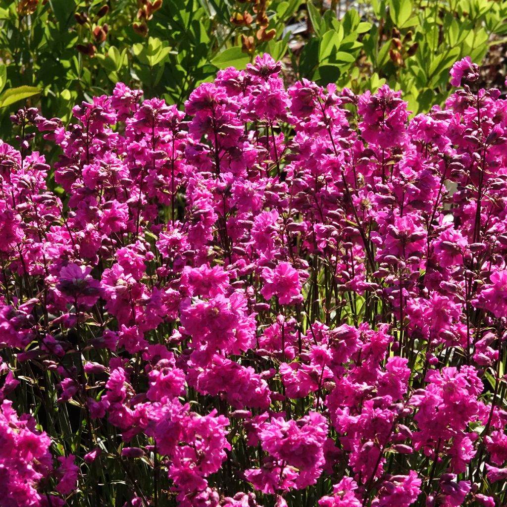 Lychnis viscaria Plena - Crotonella