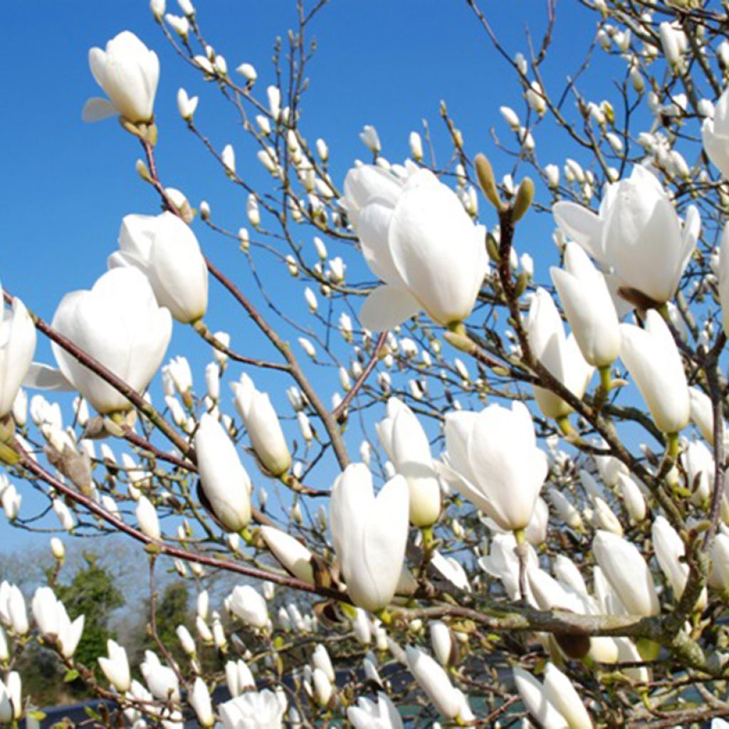 Magnolia Tina durio
