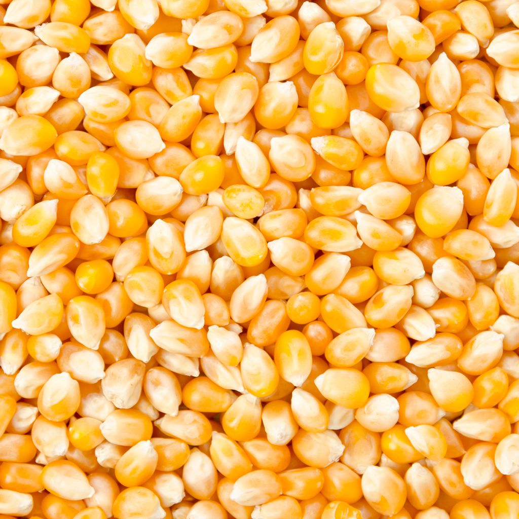 Mais popcorn Plomyk