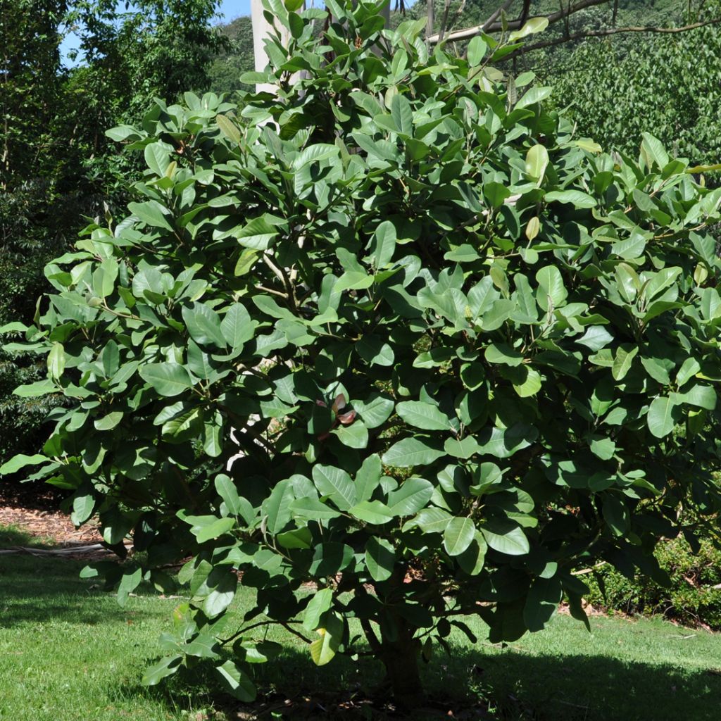 Magnolia delavayi - Magnolia de Chine