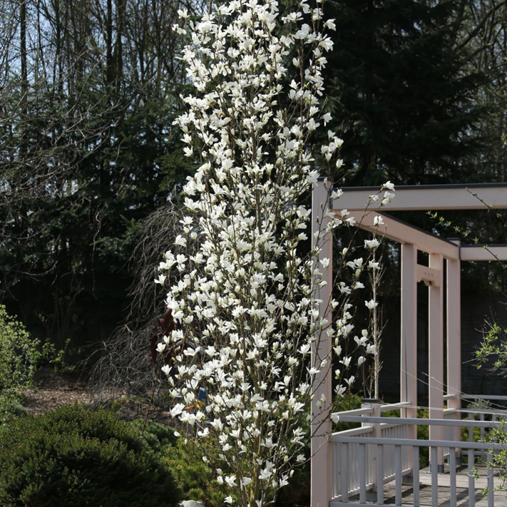 Magnolia kobus Isis
