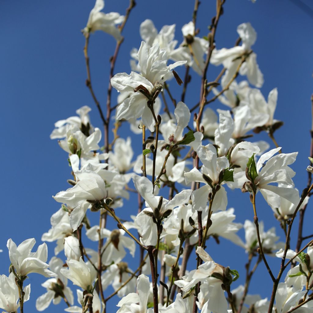 Magnolia kobus Isis
