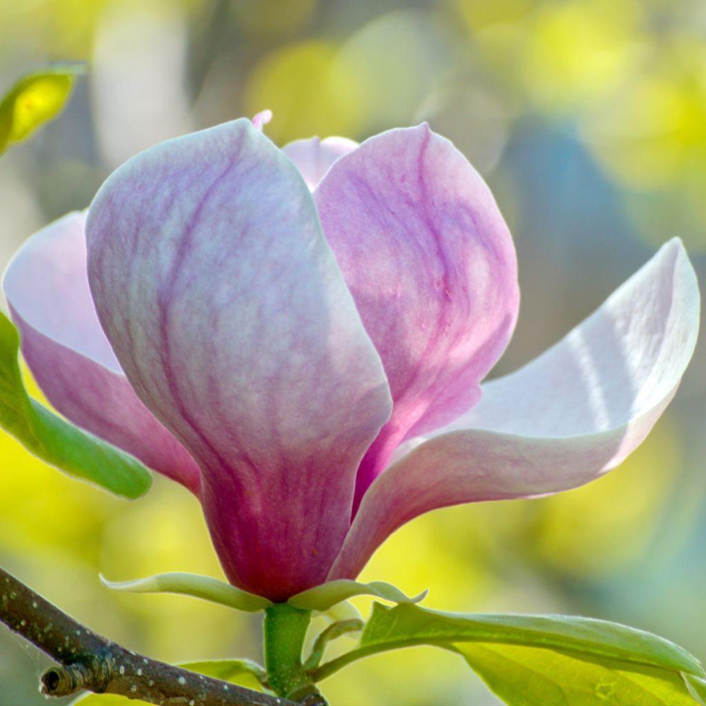 Magnolia soulangeana - Magnolia ibrida