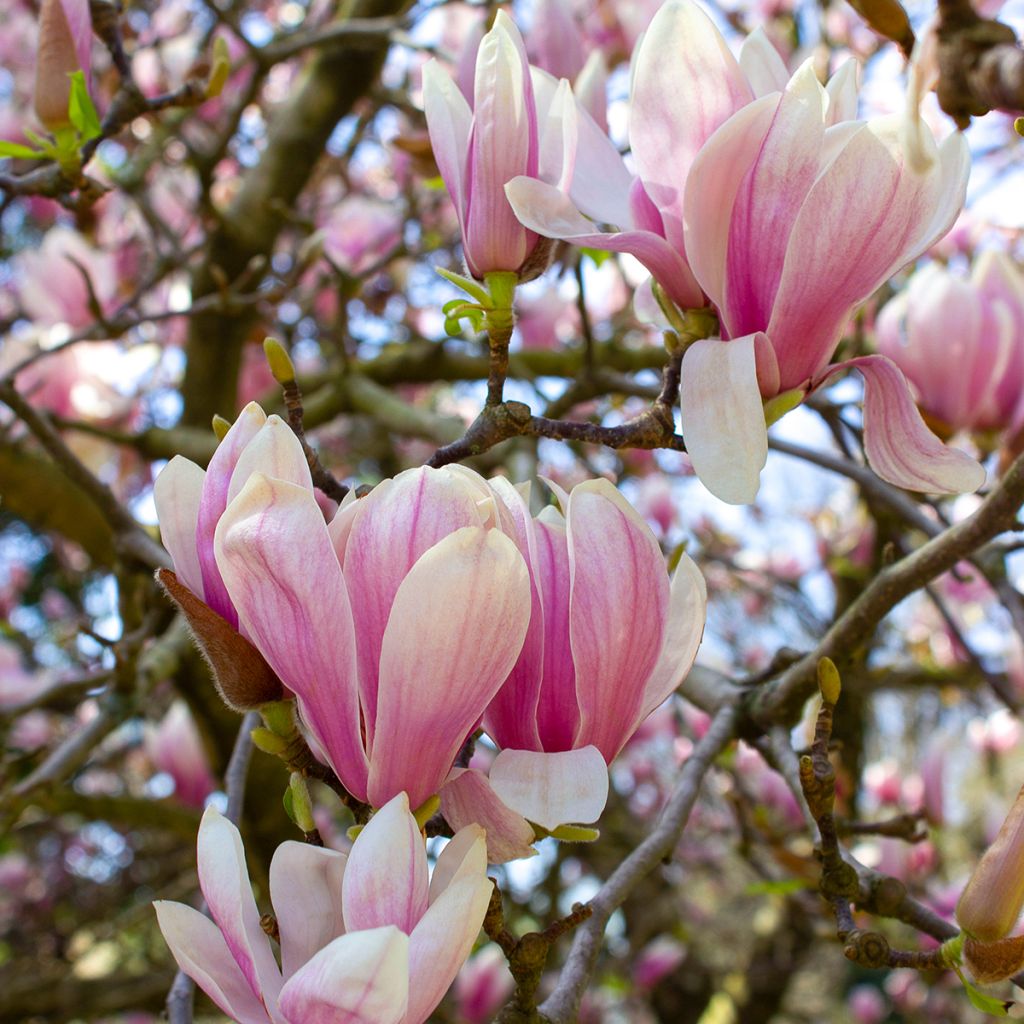 Magnolia soulangeana - Magnolia ibrida