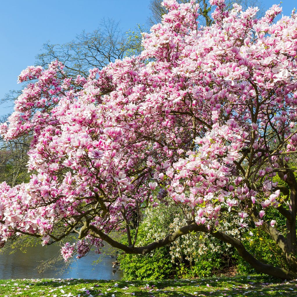 Magnolia soulangeana - Magnolia ibrida