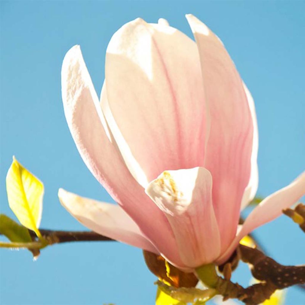Magnolia Pink Beauty