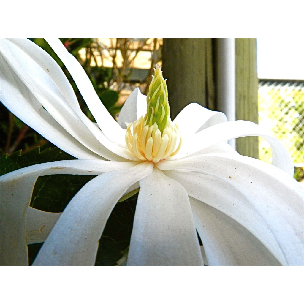 Magnolia stellata Royal Star - Magnolia étoilé