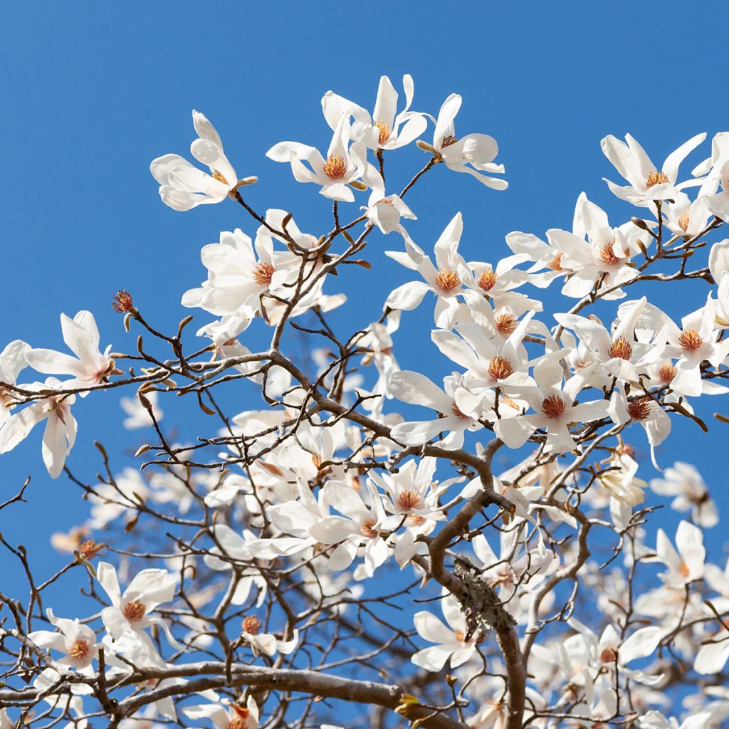 Magnolia kobus (semi)