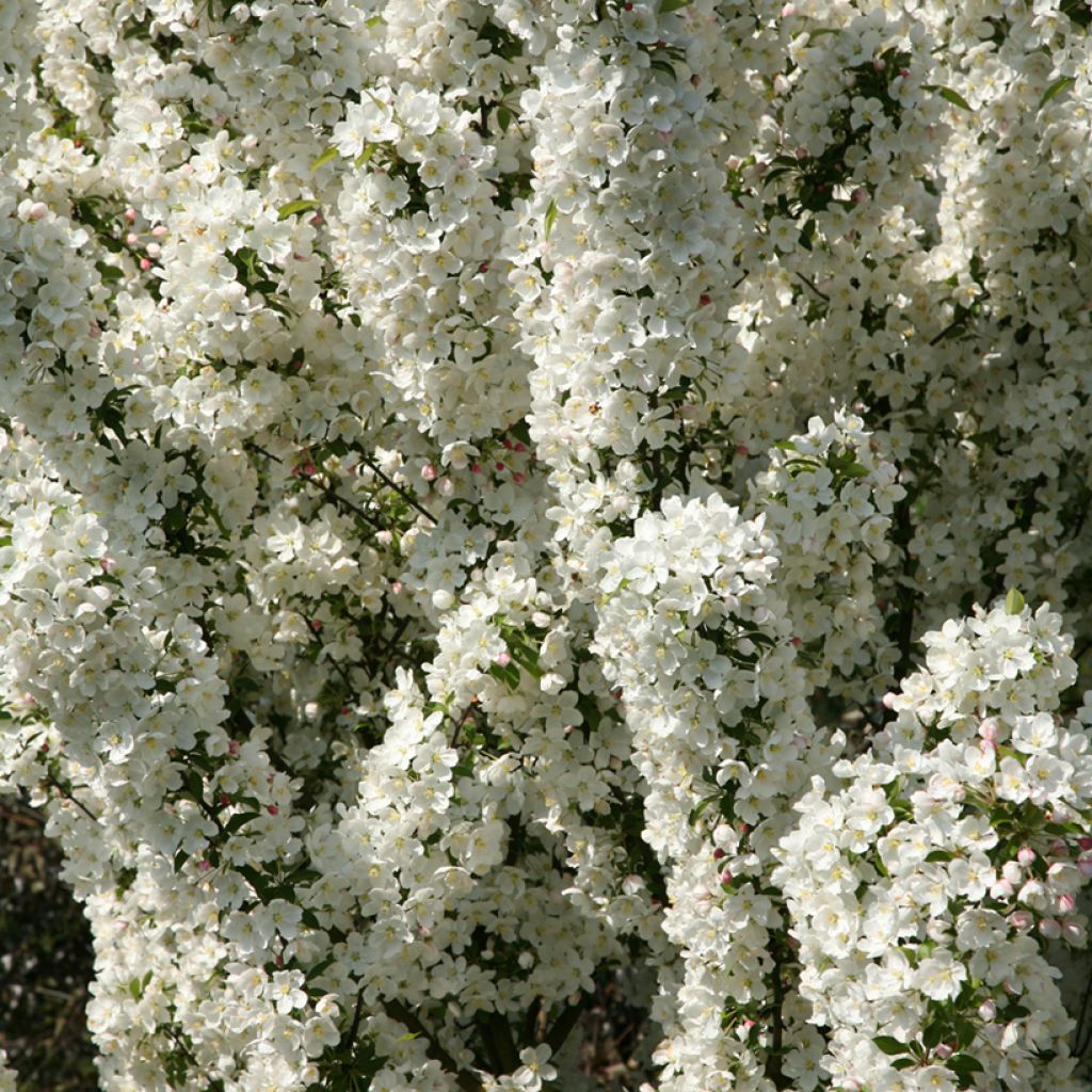 Malus Adirondack - Melo da fiore