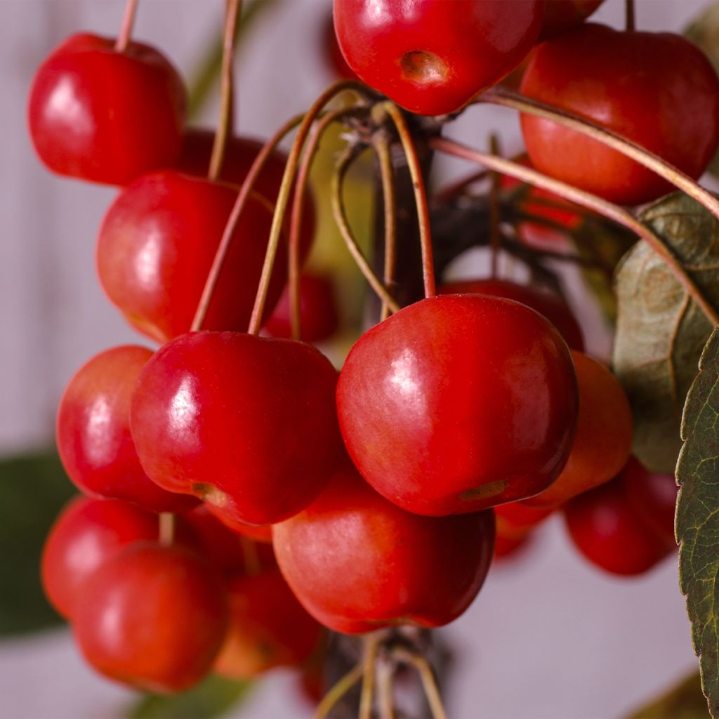 Malus Diable Rouge - Melo da fiore