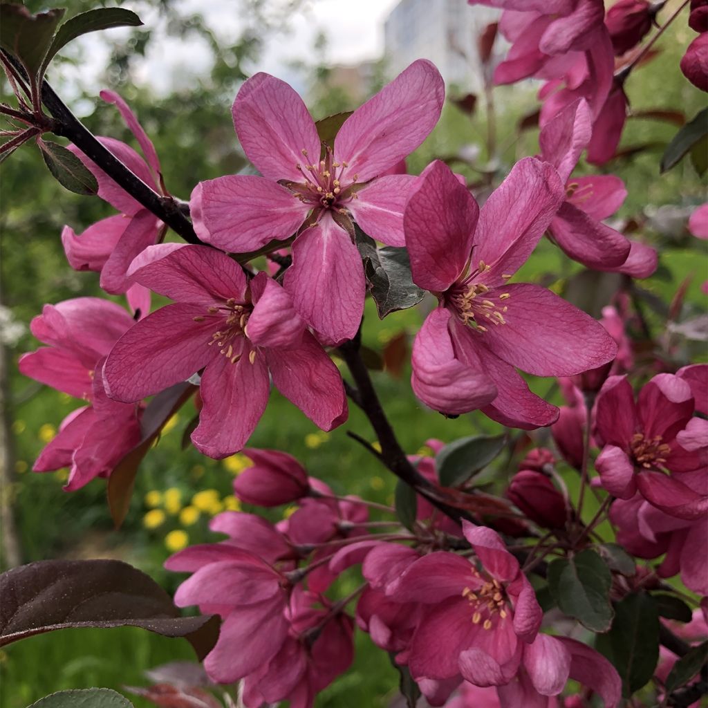 Malus Diable Rouge - Melo da fiore