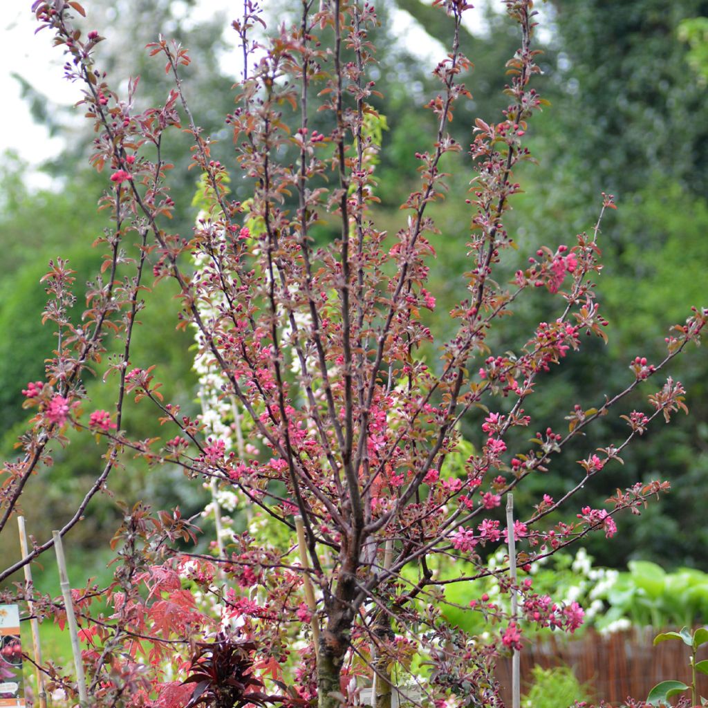 Malus Diable Rouge - Melo da fiore