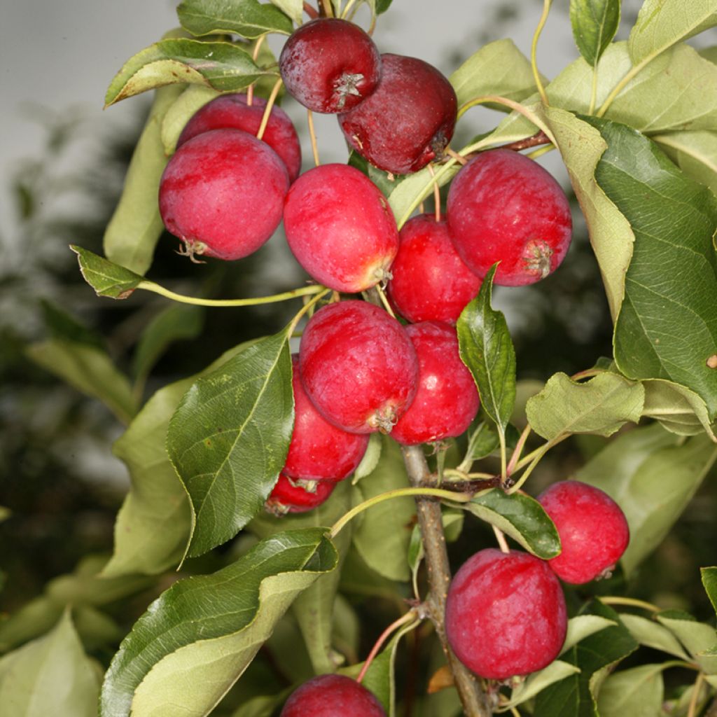 Malus Dolgo - Melo da fiore