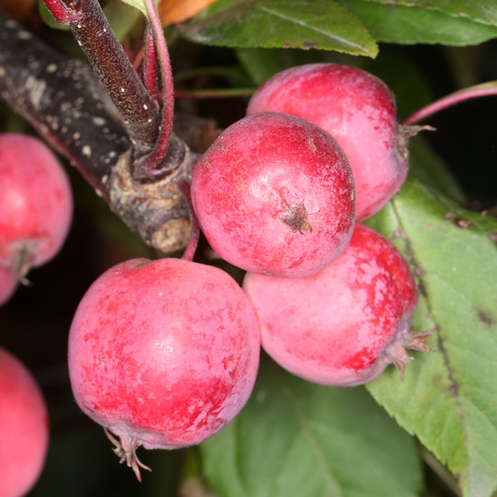 Malus Eleyi - Melo da fiore