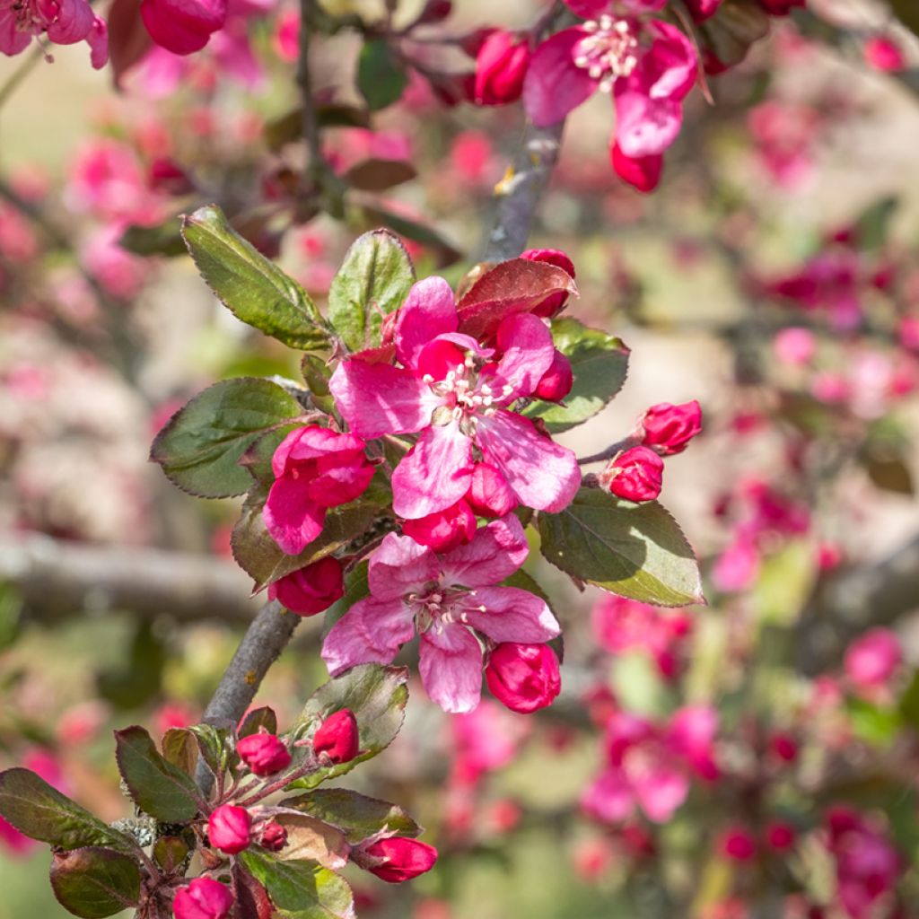 Malus Eleyi - Melo da fiore