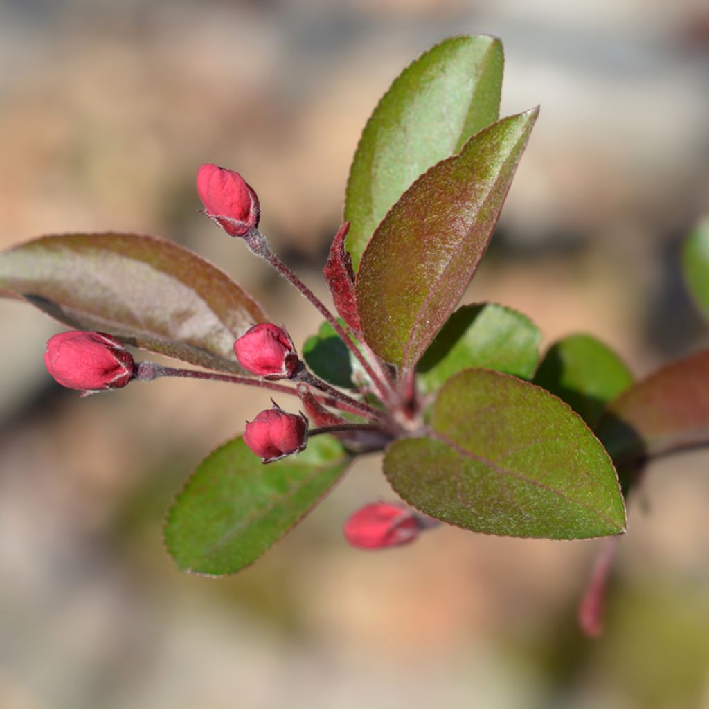 Malus Eleyi - Melo da fiore