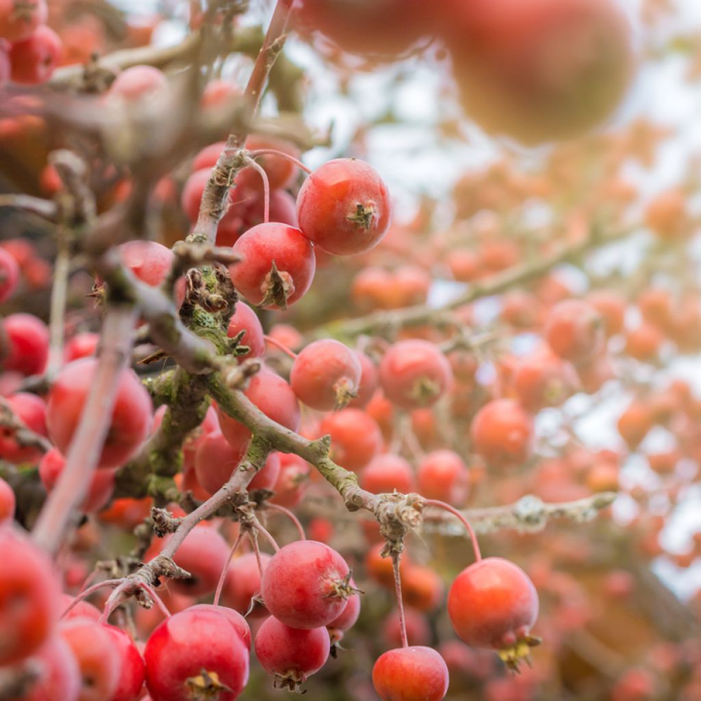 Malus Eleyi - Melo da fiore