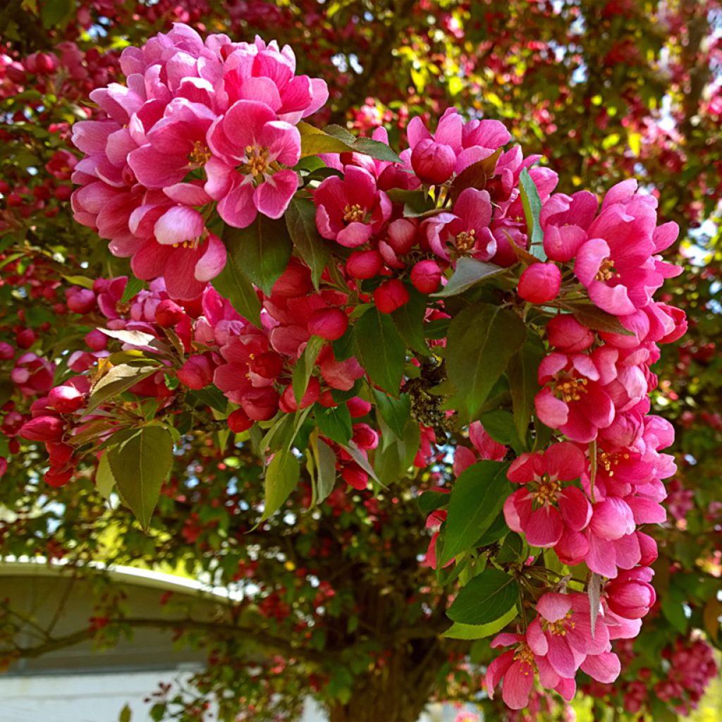Malus Eleyi - Melo da fiore