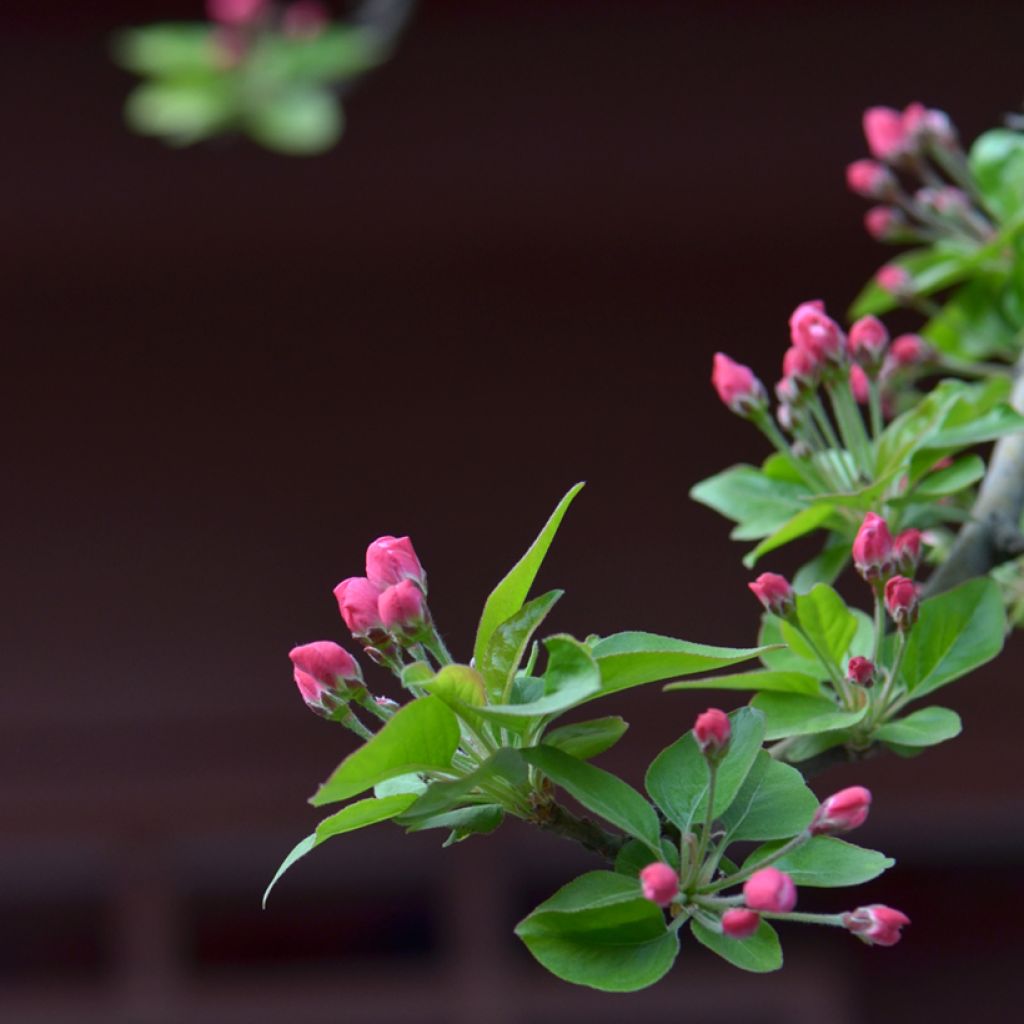 Malus x micromalus - Melo da fiore