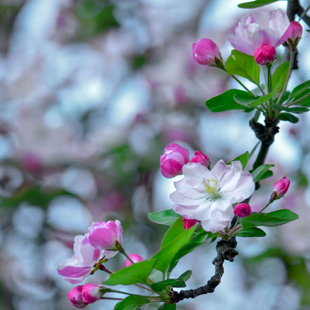 Malus x micromalus - Melo da fiore