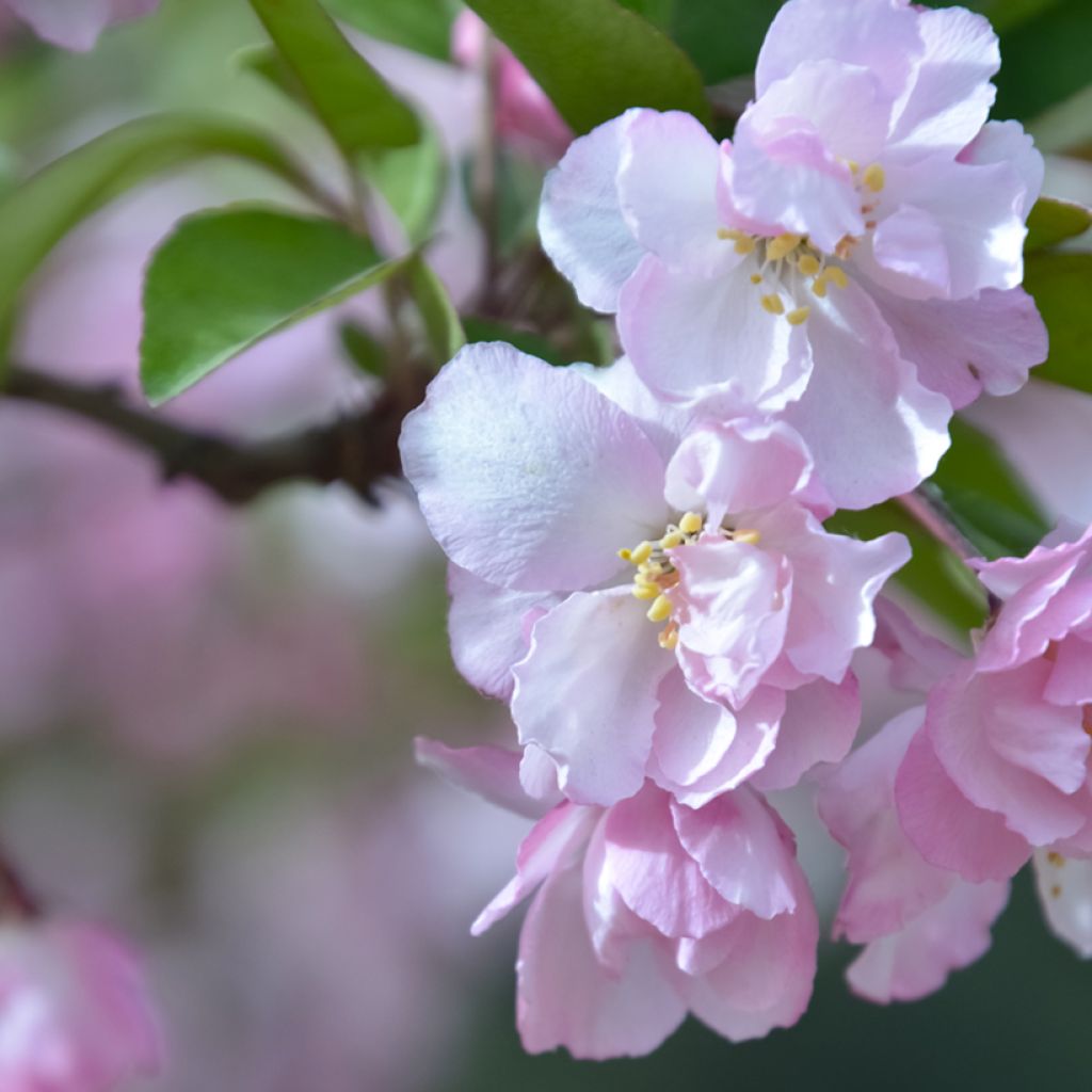 Malus x micromalus - Melo da fiore