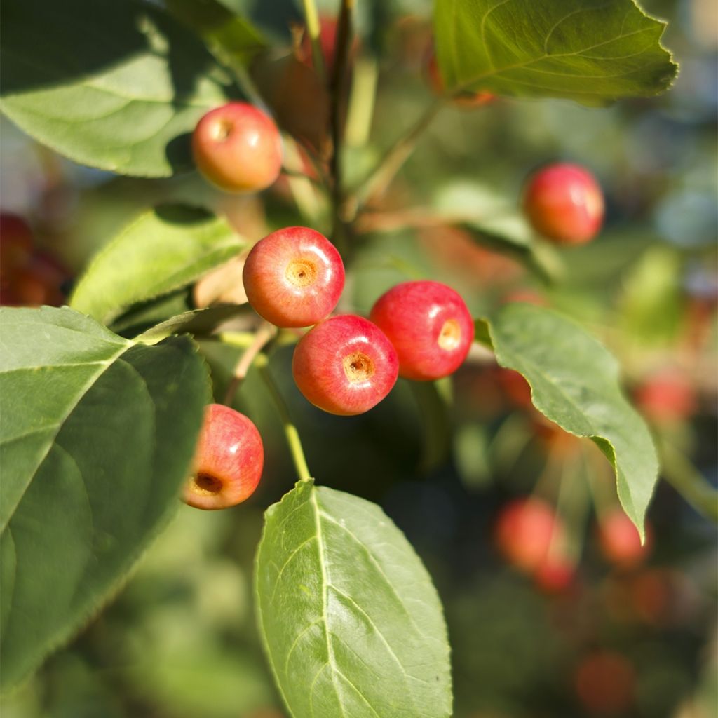 Malus Red Jewel - Melo da fiore