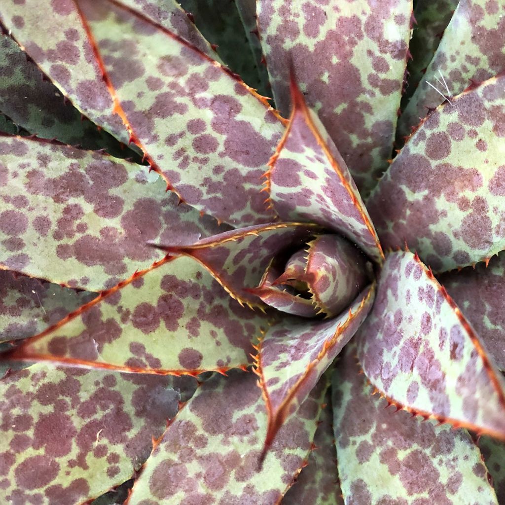 Mangave Bloodspot
