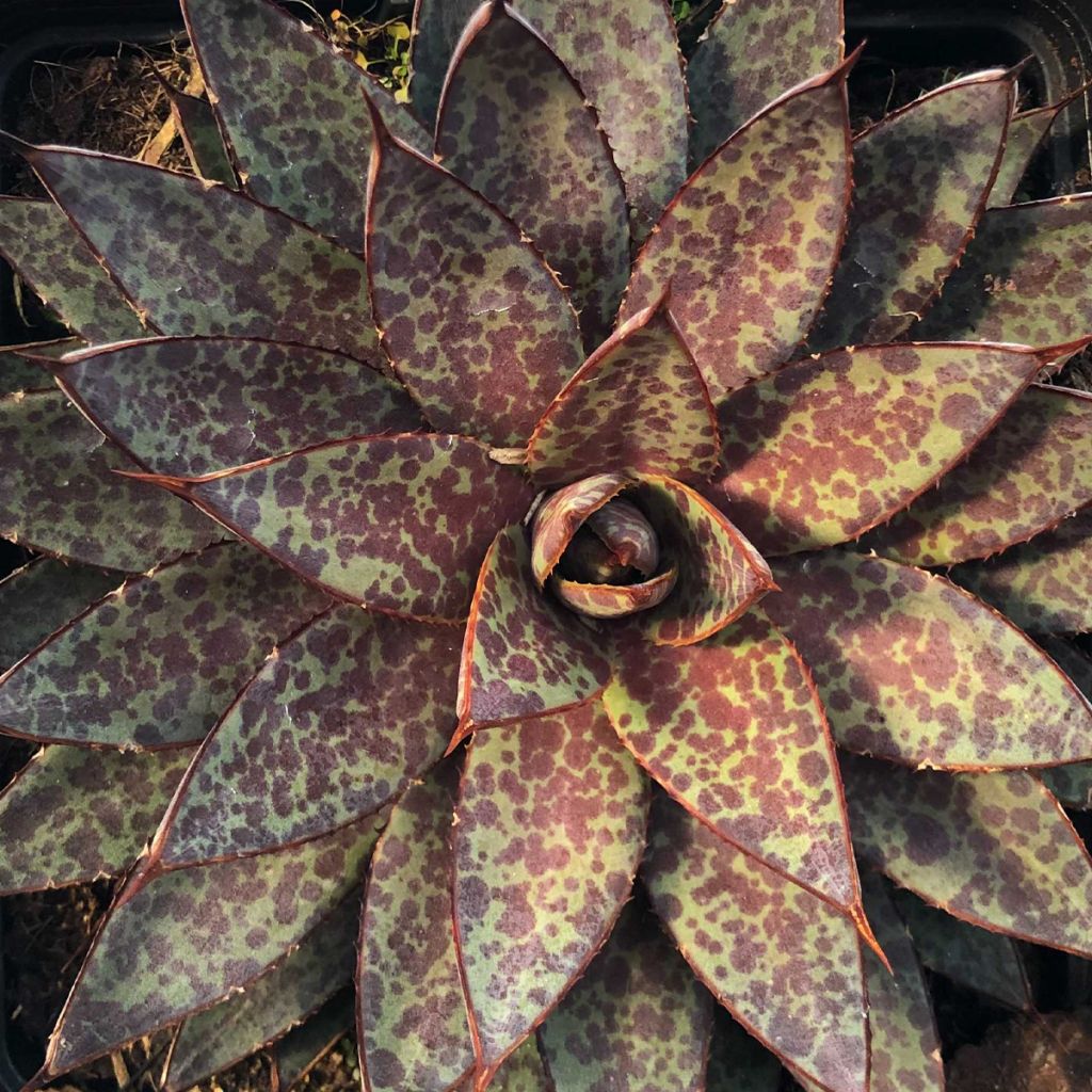 Mangave Bloodspot