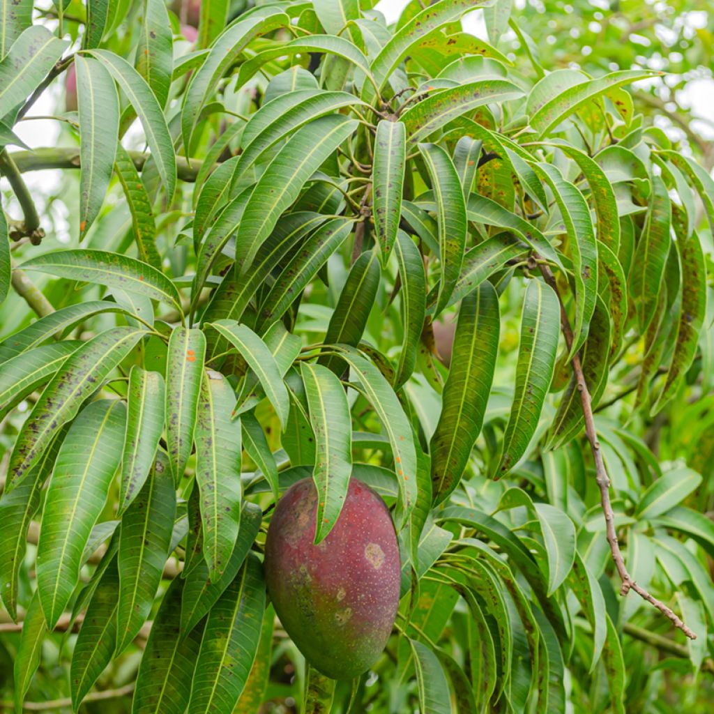 Mango Irwin - Mangifera indica