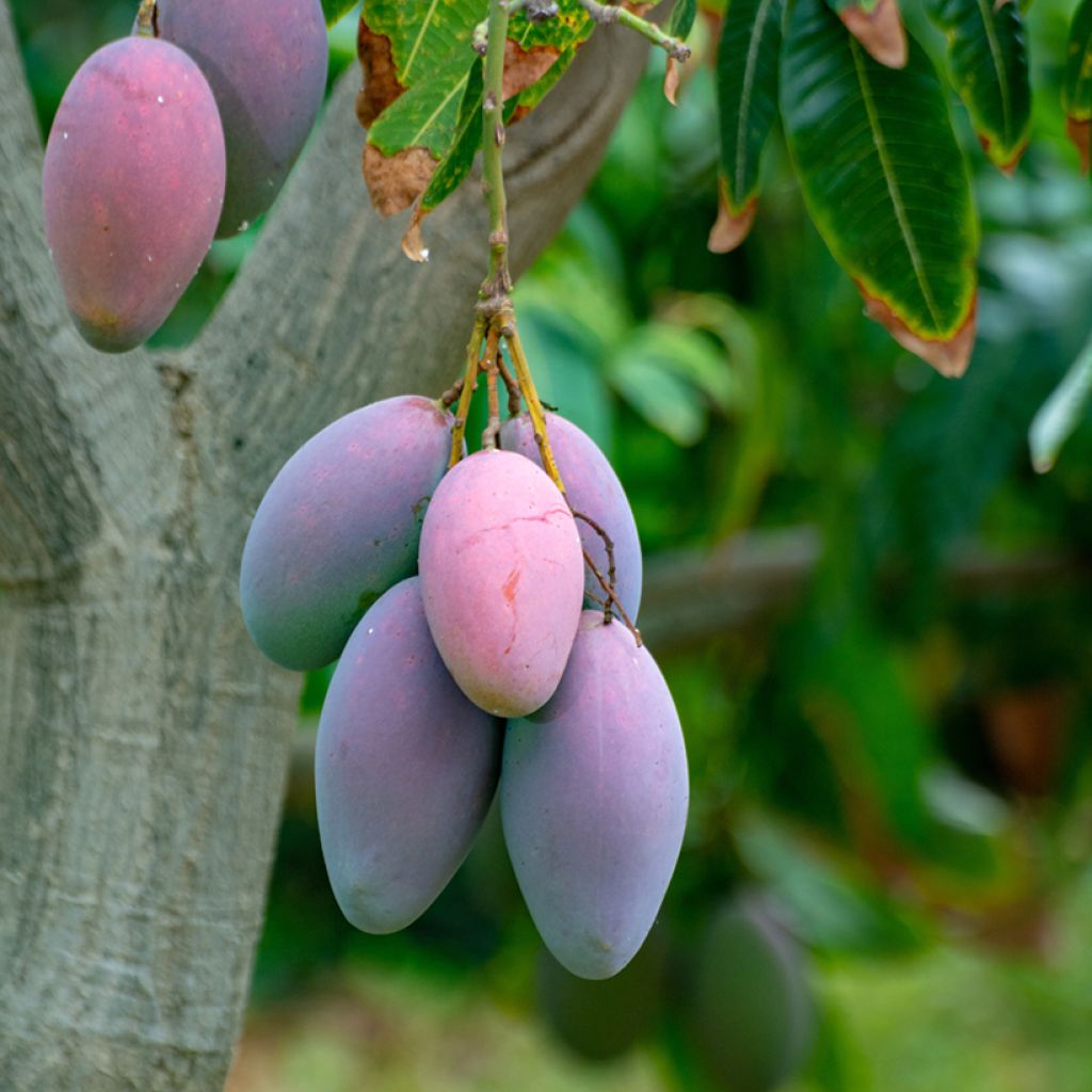 Mango Irwin - Mangifera indica