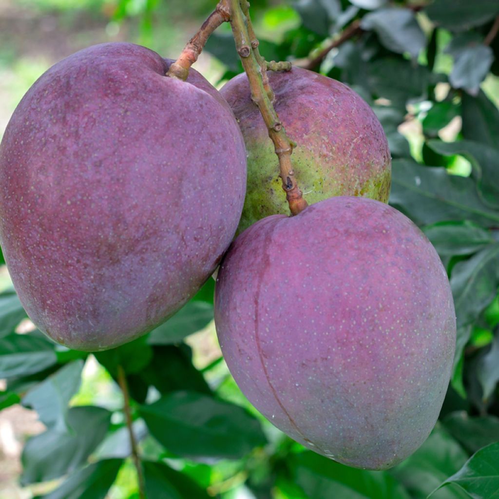 Mango Tommy Atkins - Mangifera indica