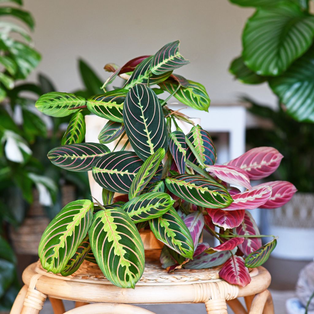 Maranta Tricolor Fascinator - Pianta della preghiera