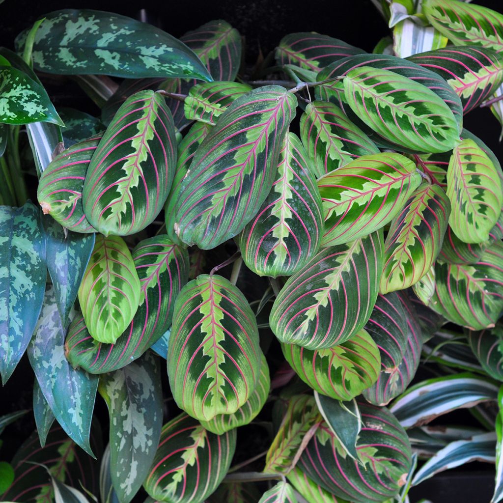 Maranta Tricolor Fascinator - Pianta della preghiera