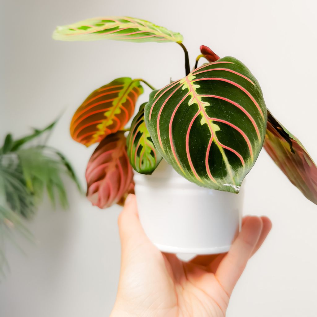 Maranta Tricolor Fascinator - Pianta della preghiera