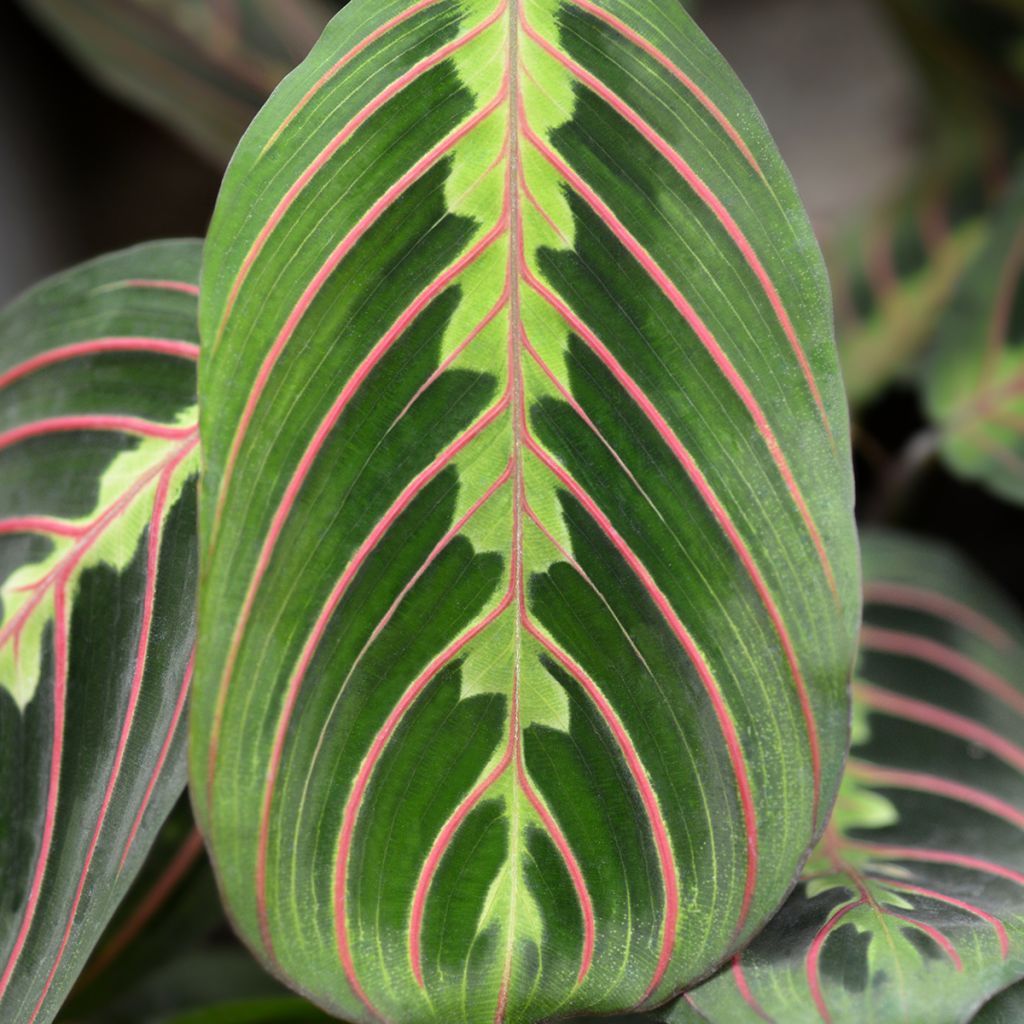 Maranta Tricolor Fascinator - Pianta della preghiera