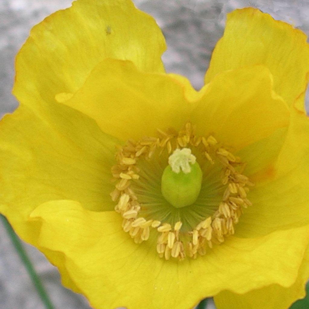 Pavot, Meconopsis cambrica - Pavot du Pays de Galles