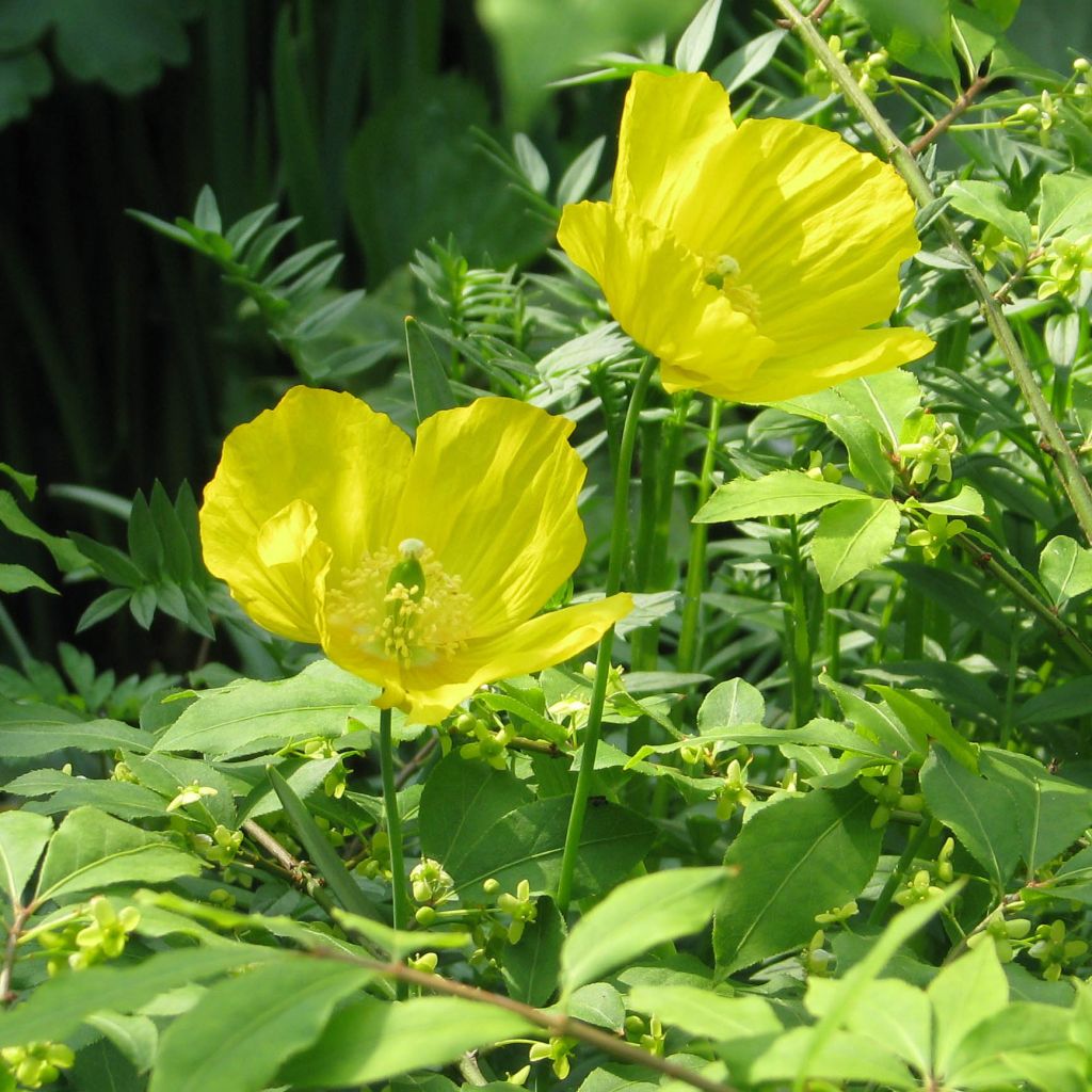 Pavot, Meconopsis cambrica - Pavot du Pays de Galles