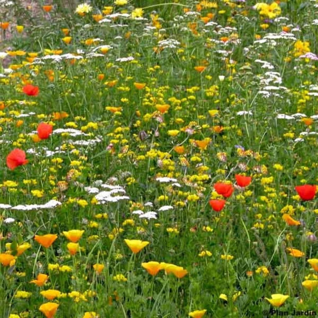 Miscuglio per terreno secco