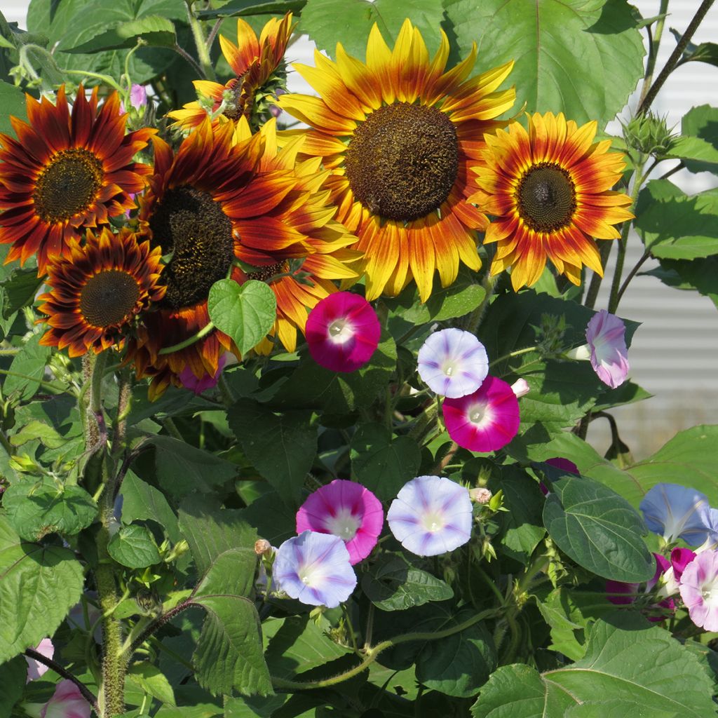 Mistura di fiori per schermo (girasoli e rampicante)