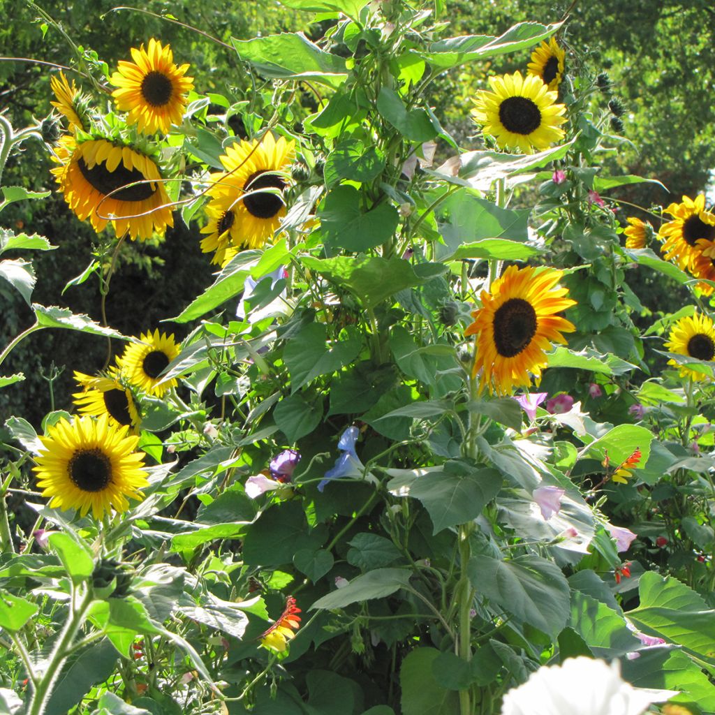 Mistura di fiori per schermo (girasoli e rampicante)