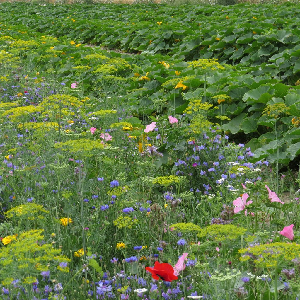 Misto di fiori protettivi dell'Orto biologico